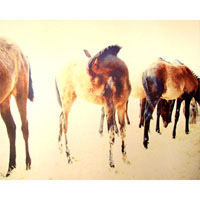 Horse Spirit I