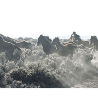 Dust in the Wind I