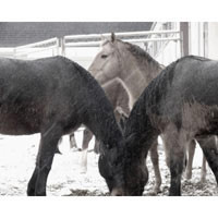 Winter Corral II